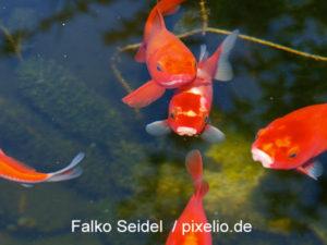 Goldfische haben einen neuen Teich :-) Goldfische haben einen neuen Teich :-)
