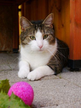 Hugo ist bereit für ein neues Leben Hugo ist bereit für ein neues Leben
