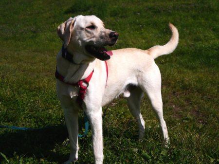 Lust zum Toben? Dann wäre Labrador Poldi der richtige Hund für Sie! Lust zum Toben? Dann wäre Labrador Poldi der richtige Hund für Sie!