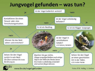 Jungvogel gefunden? www.lbv.de