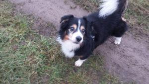 Zuhause gesucht: Chrissy, Sheltiemix