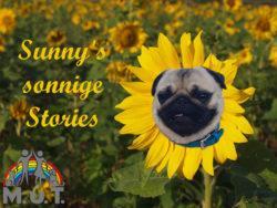 Sunny – 1 Sunny – 1
