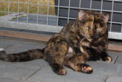 Katzendame sucht Kuschelplatz Katzendame sucht Kuschelplatz