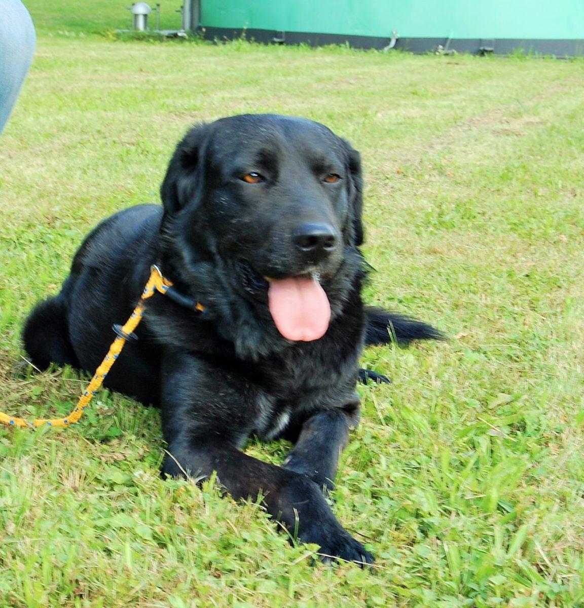 Sympathischer Labrador-Mix Vince sucht ein neues Zuhause Sympathischer Labrador-Mix Vince sucht ein neues Zuhause