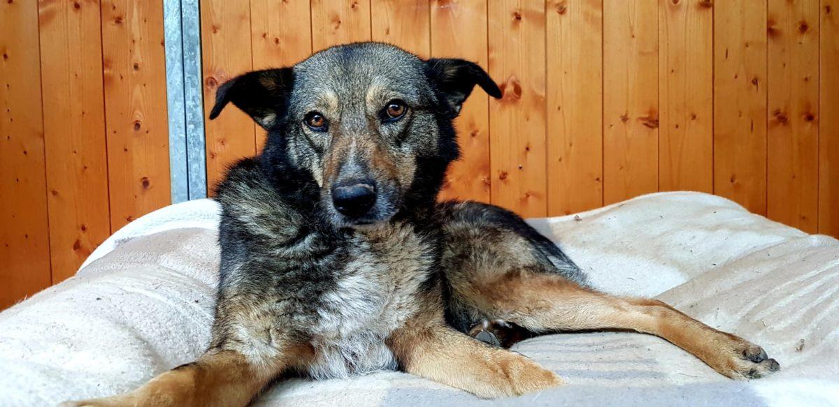 Daisy -Bitte einmal kraulen