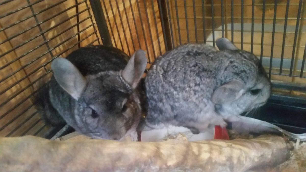 Chinchillas