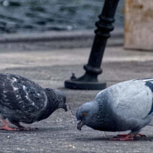Tierschutzverein M.u.T. hilft Stadttauben in Not