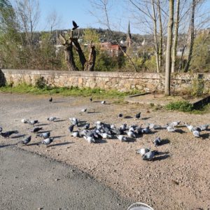 Tierschutzverein M.u.T. hilft Stadttauben in Not