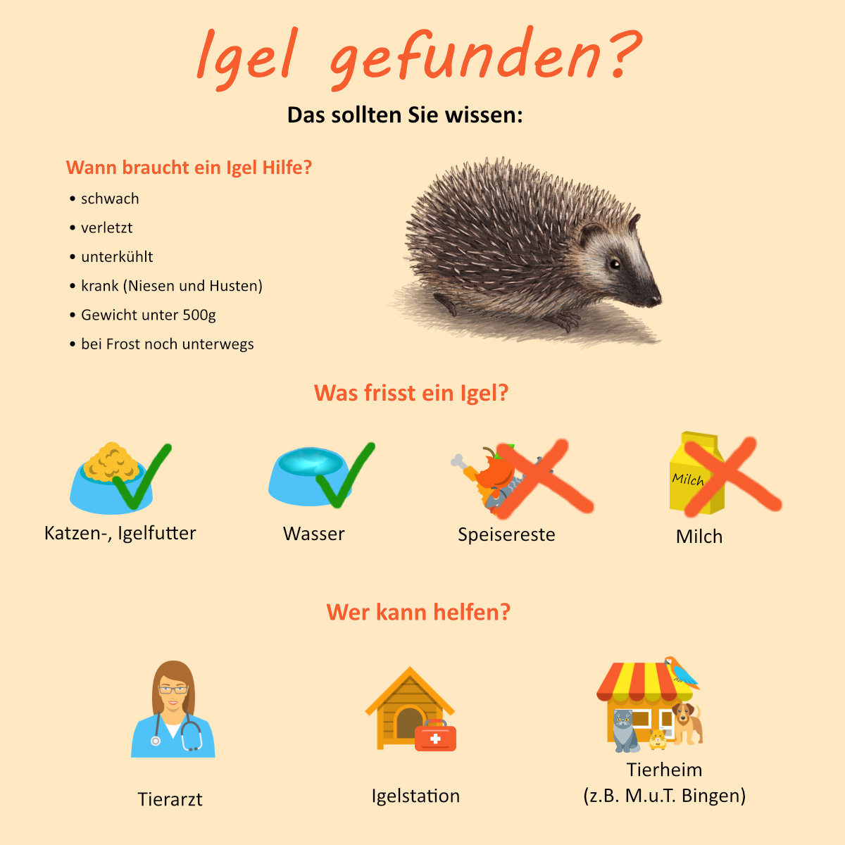 Igel gefunden-was tun?