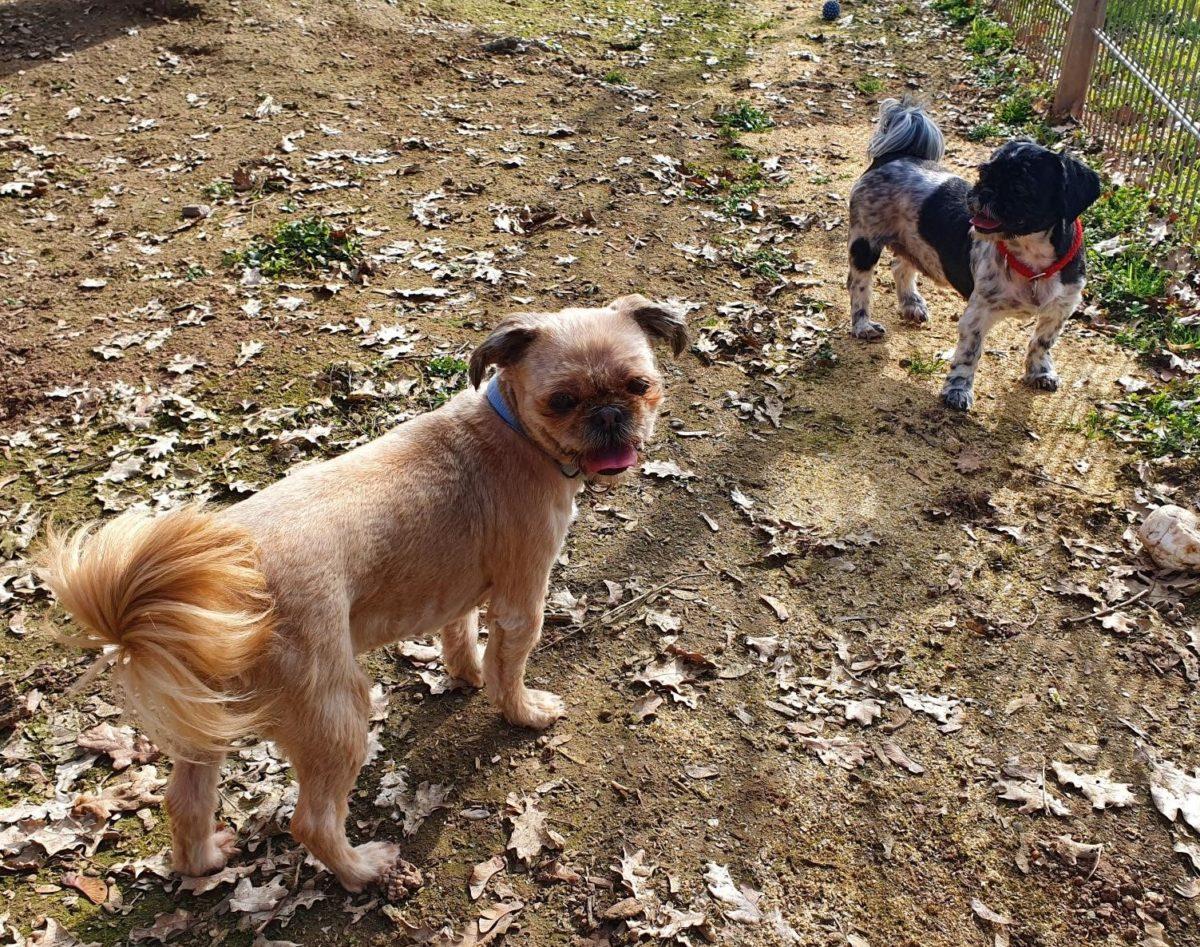 Susi und Lissy