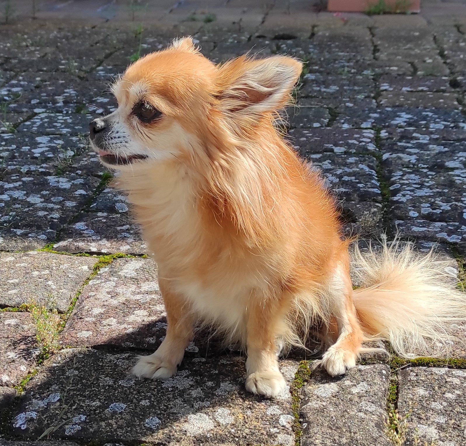 Filou- Chihuahua