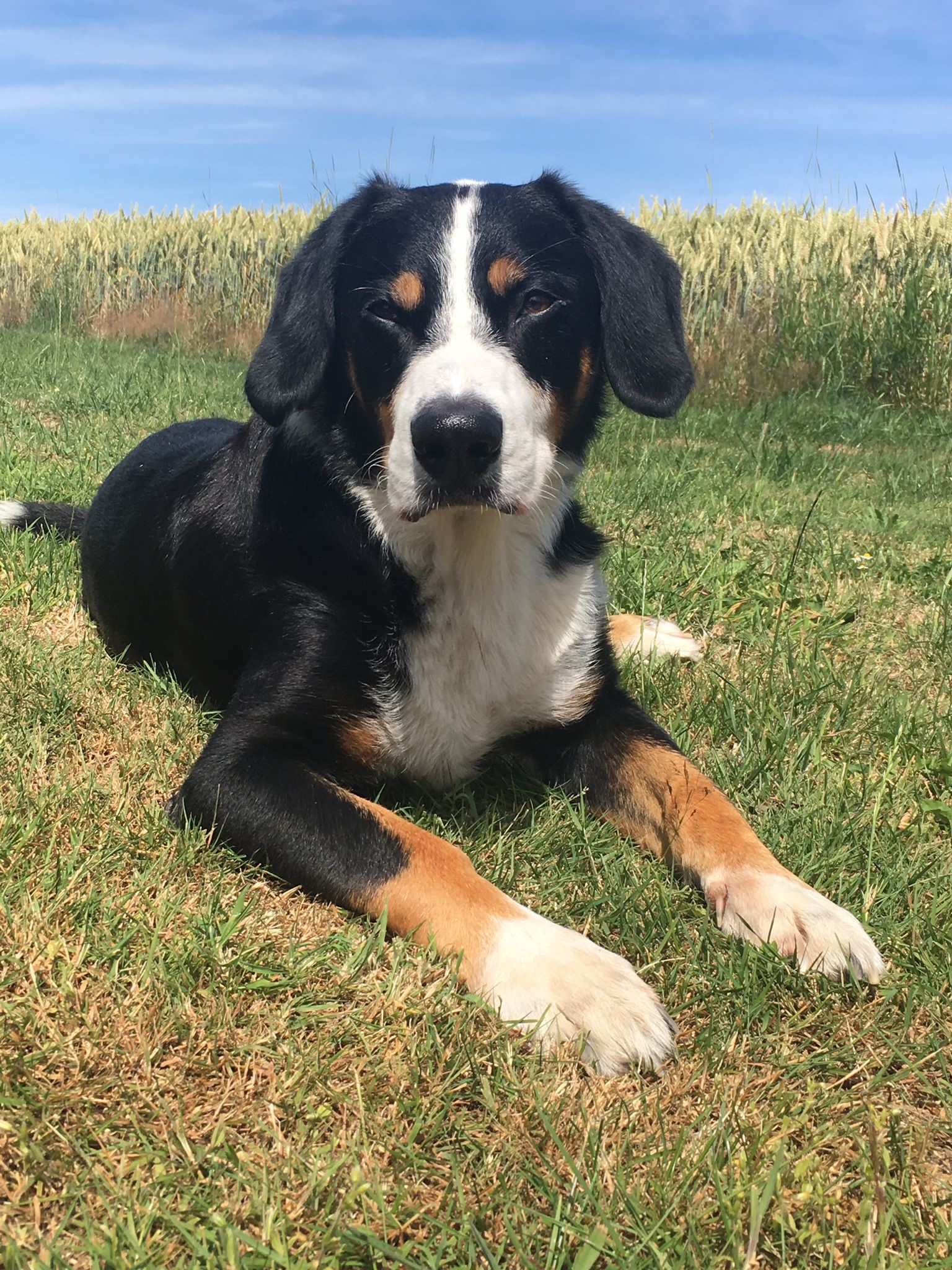 Appenzeller Murphy