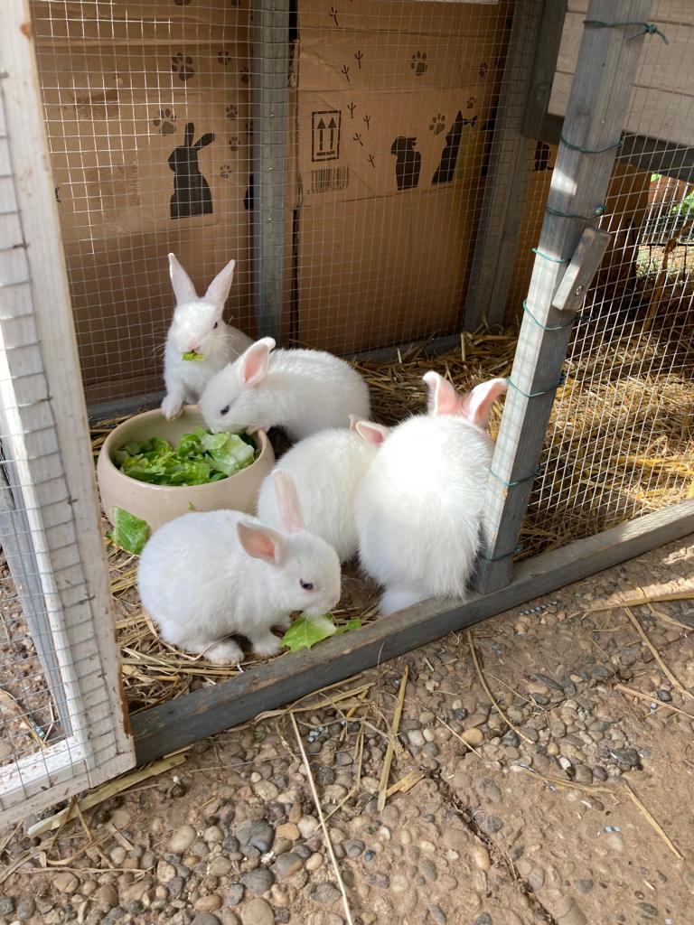 Kaninchen Familie