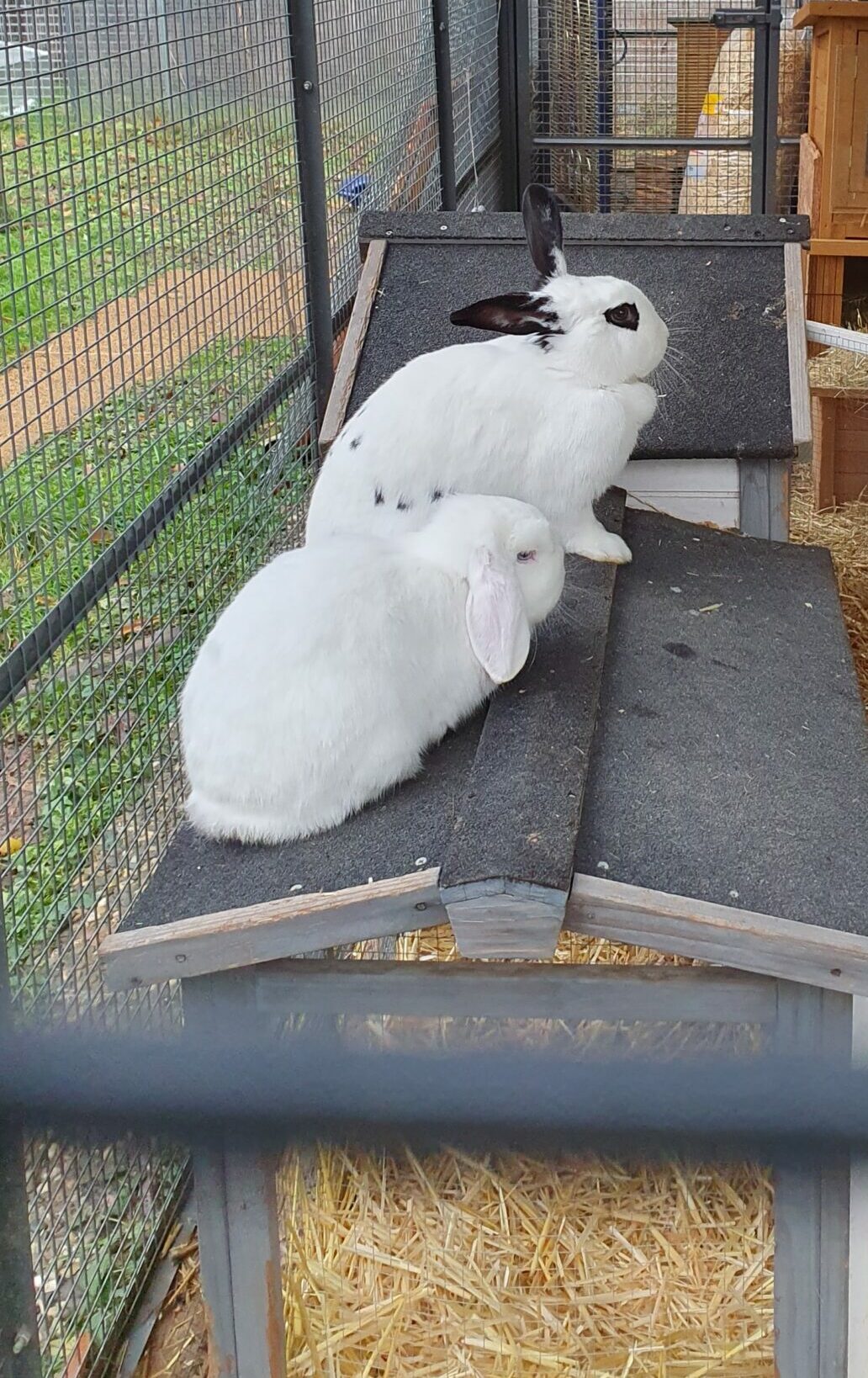 Elly und Bommel- Kaninchenliebe
