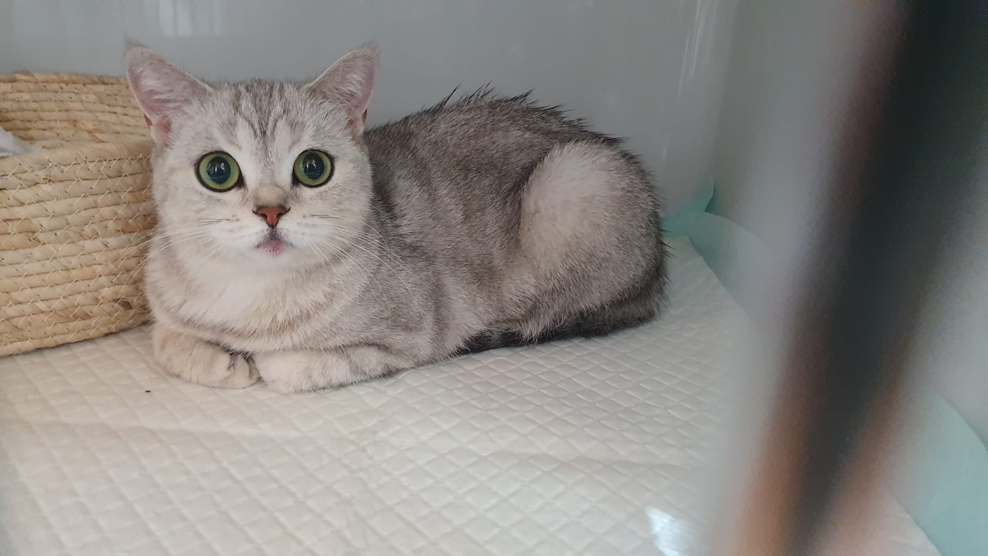 Fundkatze aus Aspisheim