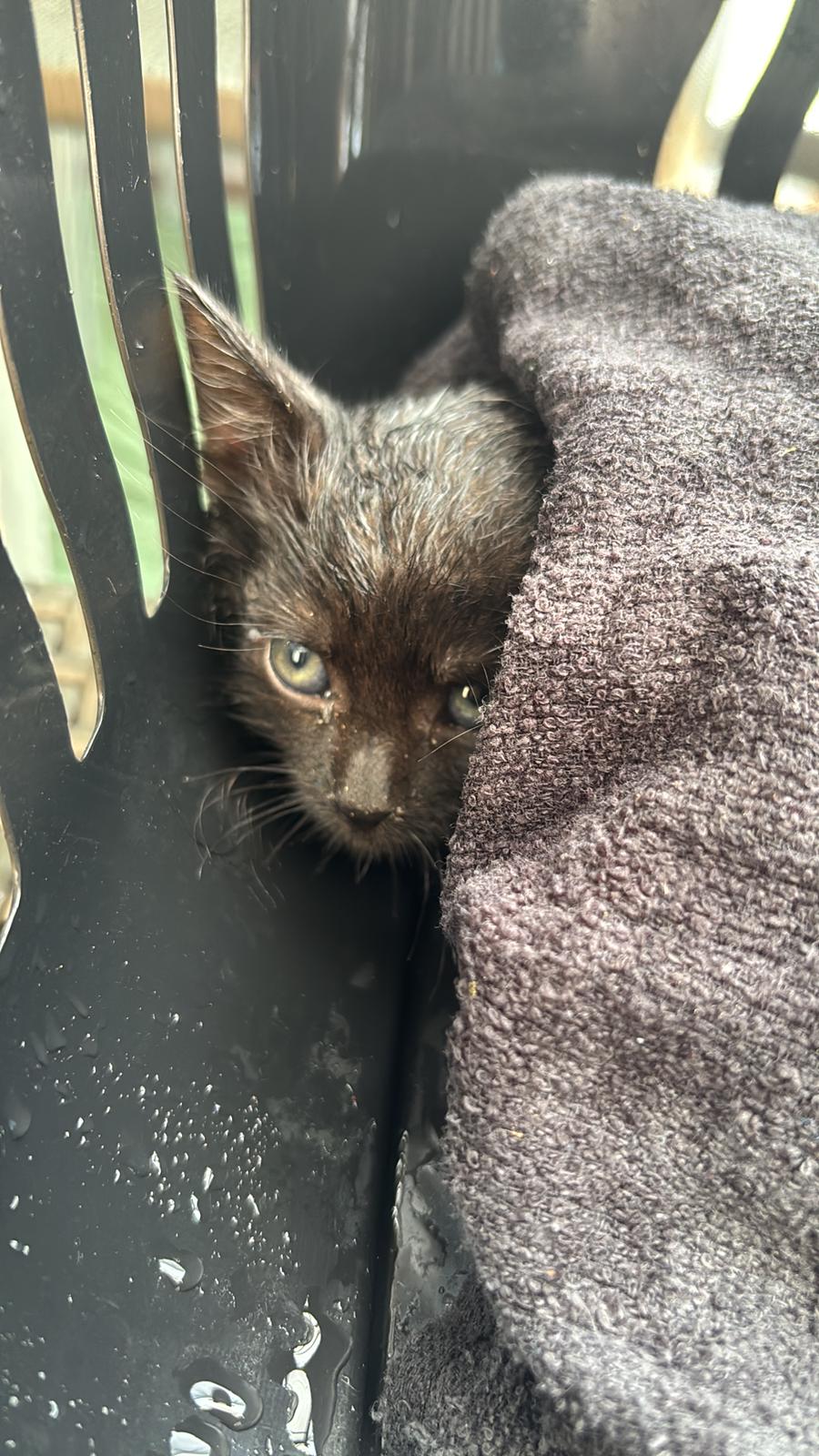 Kitten aus Oberdiebach