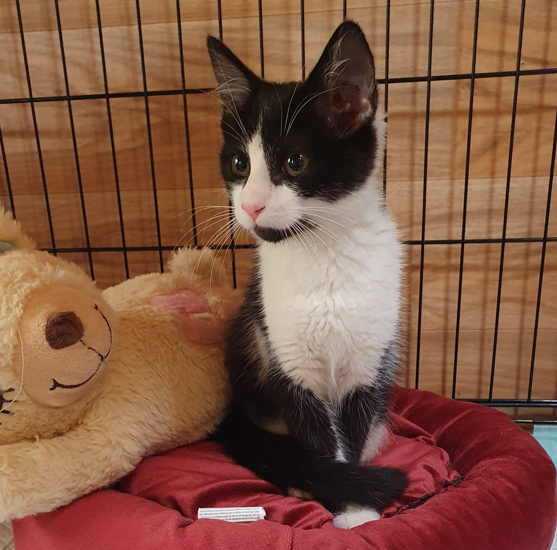 Fundkitten
