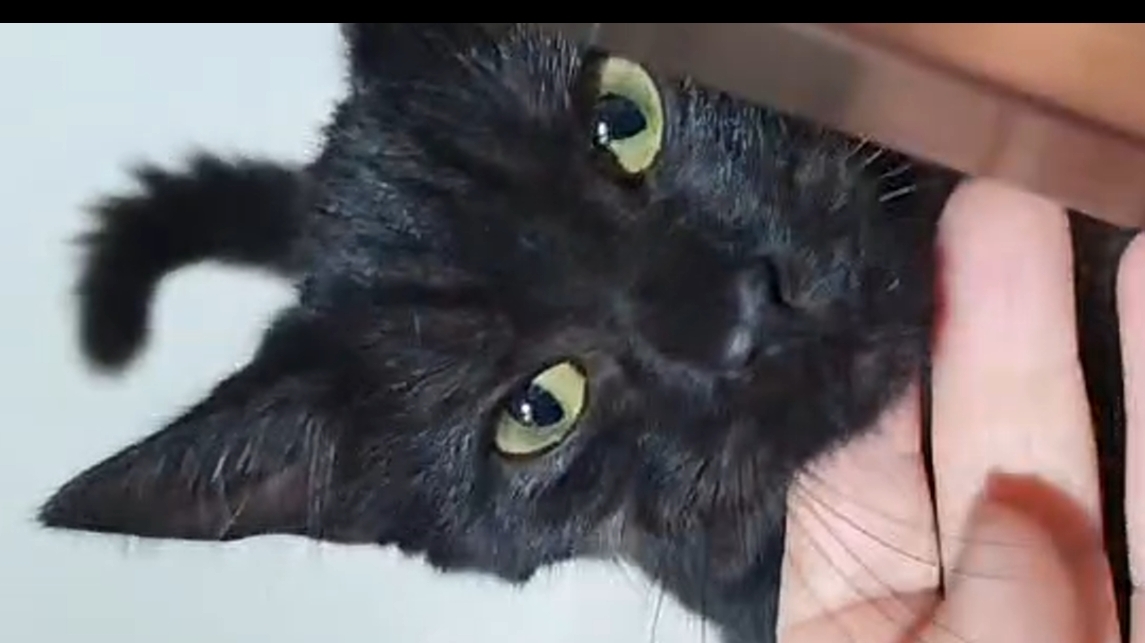 Tilly, schwarze Rauchkatze